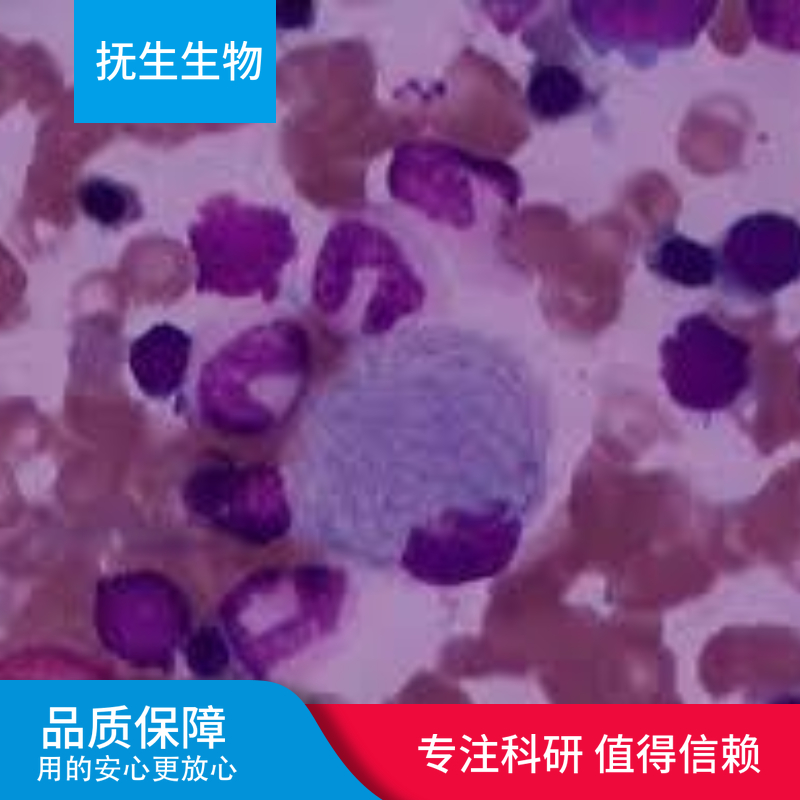 SL-29（鸡胚成纤维细胞）,SL-29