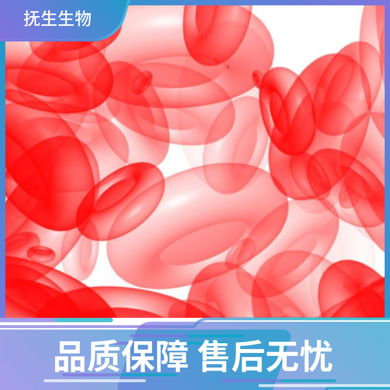 人皮肤成纤维细胞；HSF (STR),HSF (STR)