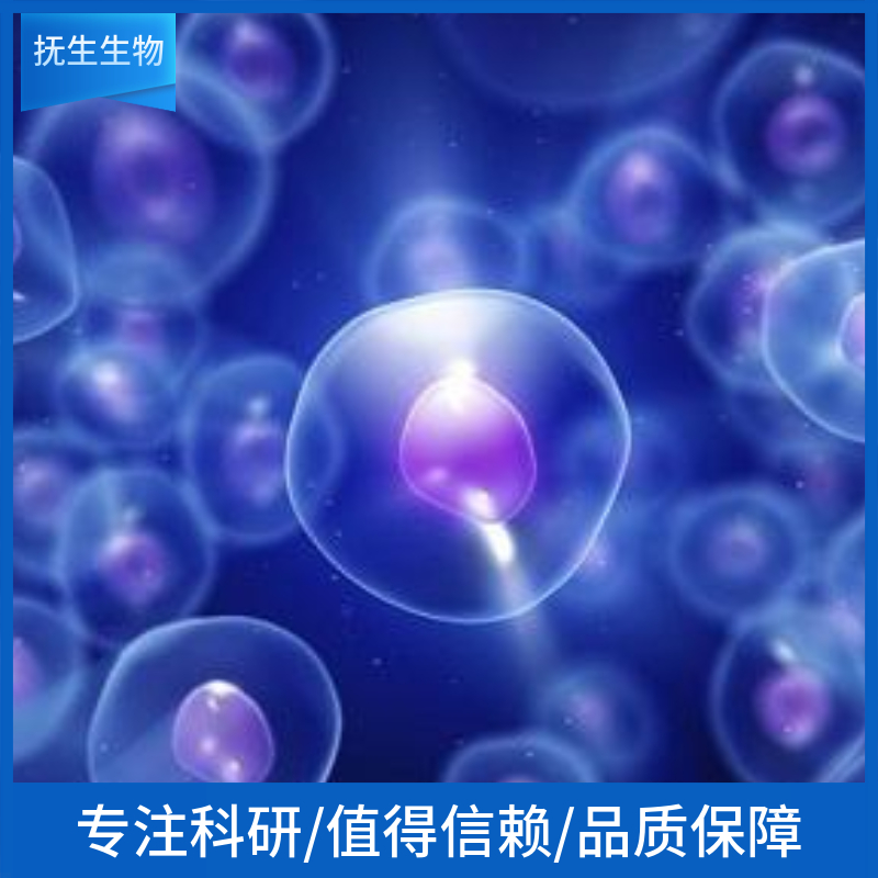HFL1（人胚肺成纤维细胞）,HFL1