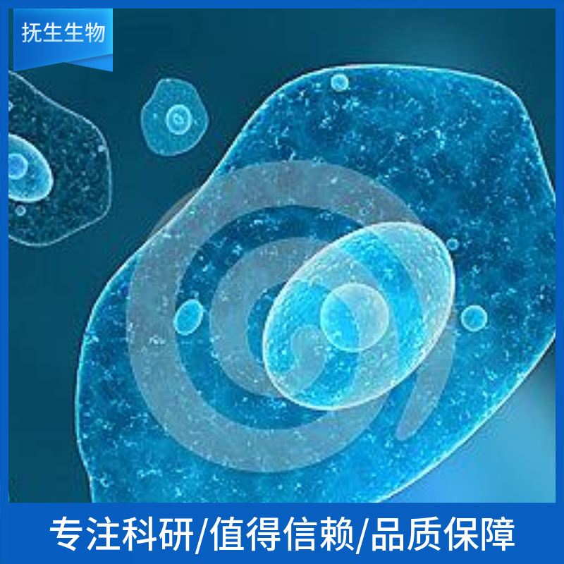 NCI-H1623细胞,NCIH1623:NCI-H1623