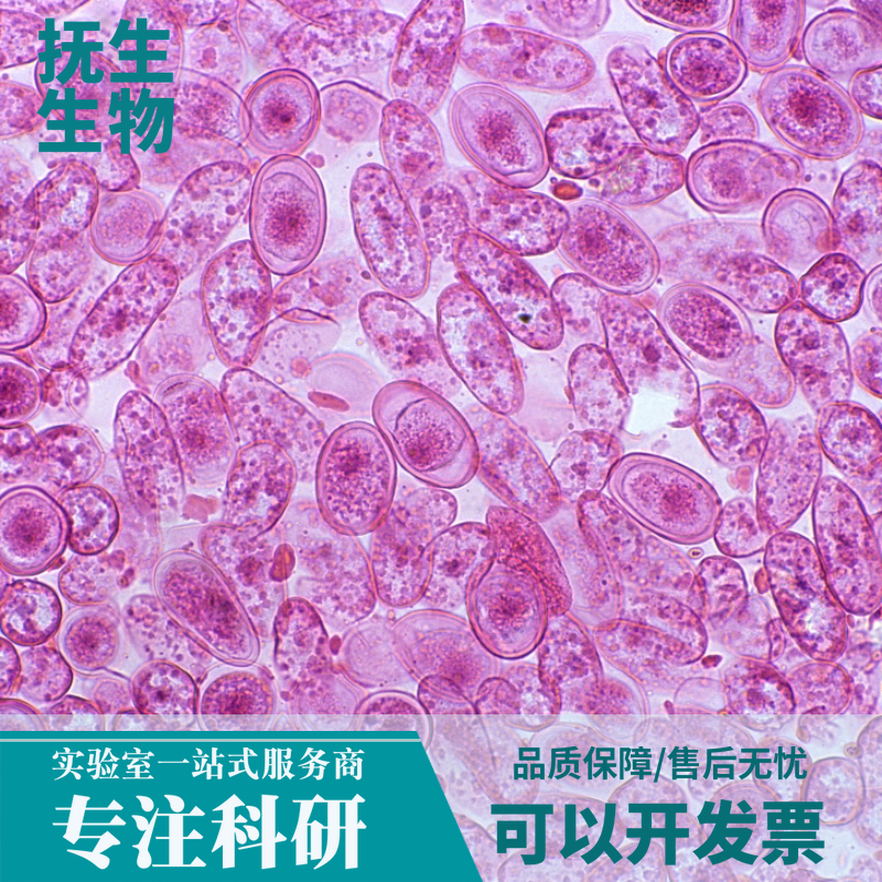 人皮肤鳞癌细胞系；HSC-5,HSC-5