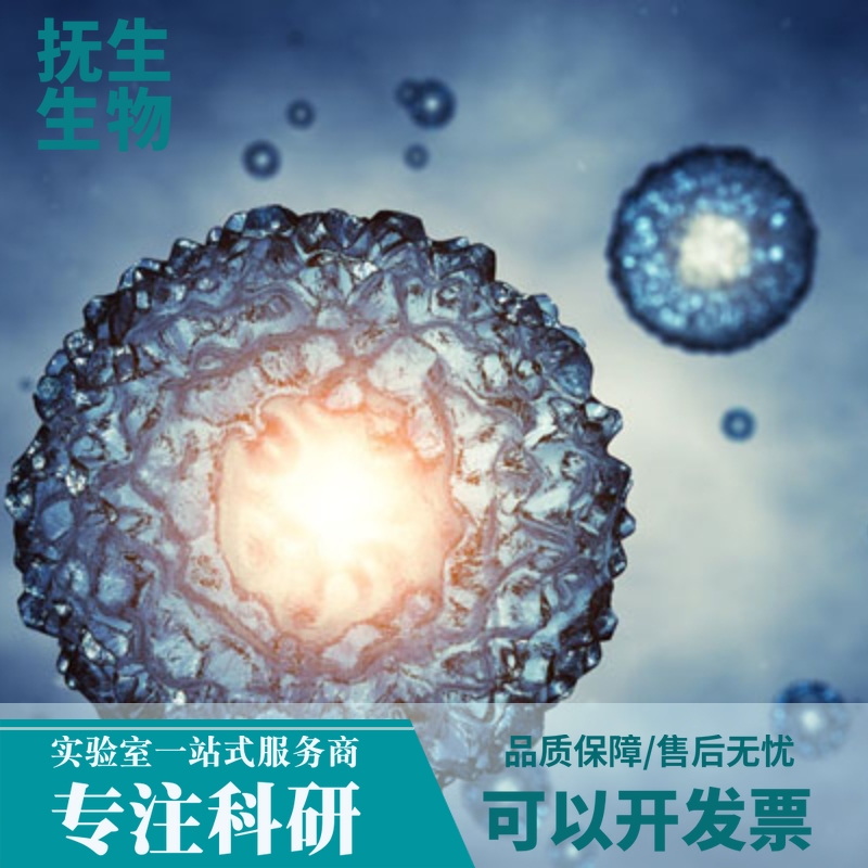 LS1034人直肠癌细胞,LS1034:LS1034