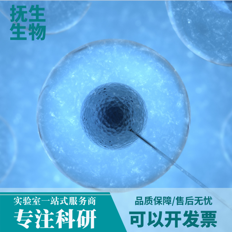 Jurkat人白血病细胞,Jurkat:Jurkat