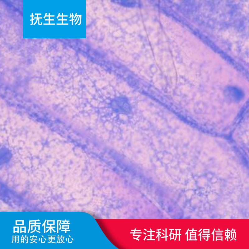 A-375人黑素瘤细胞,A375:A-375