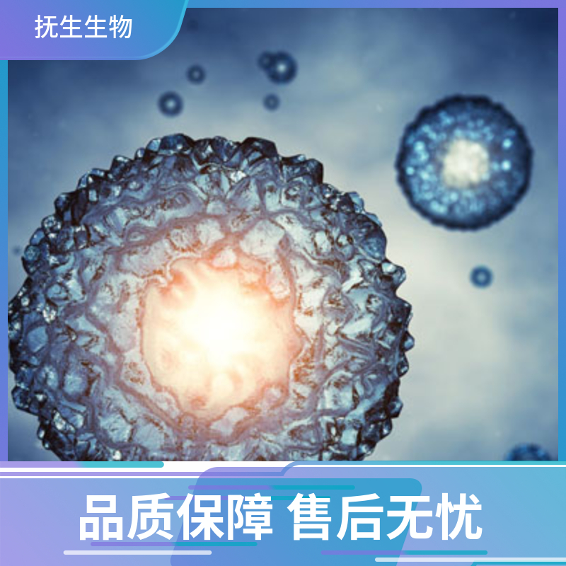 CFPAC-1人胰腺导管腺癌细胞,CFPAC1:CFPAC-1