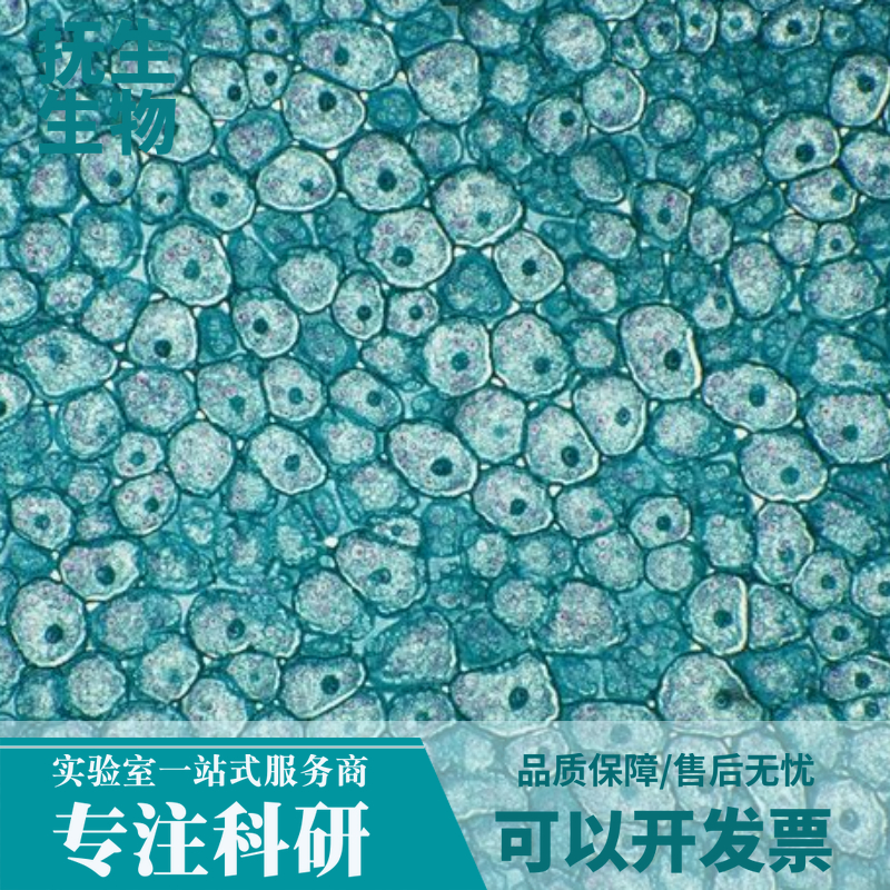 MV-4-11人白血病细胞,MV411:MV-4-11