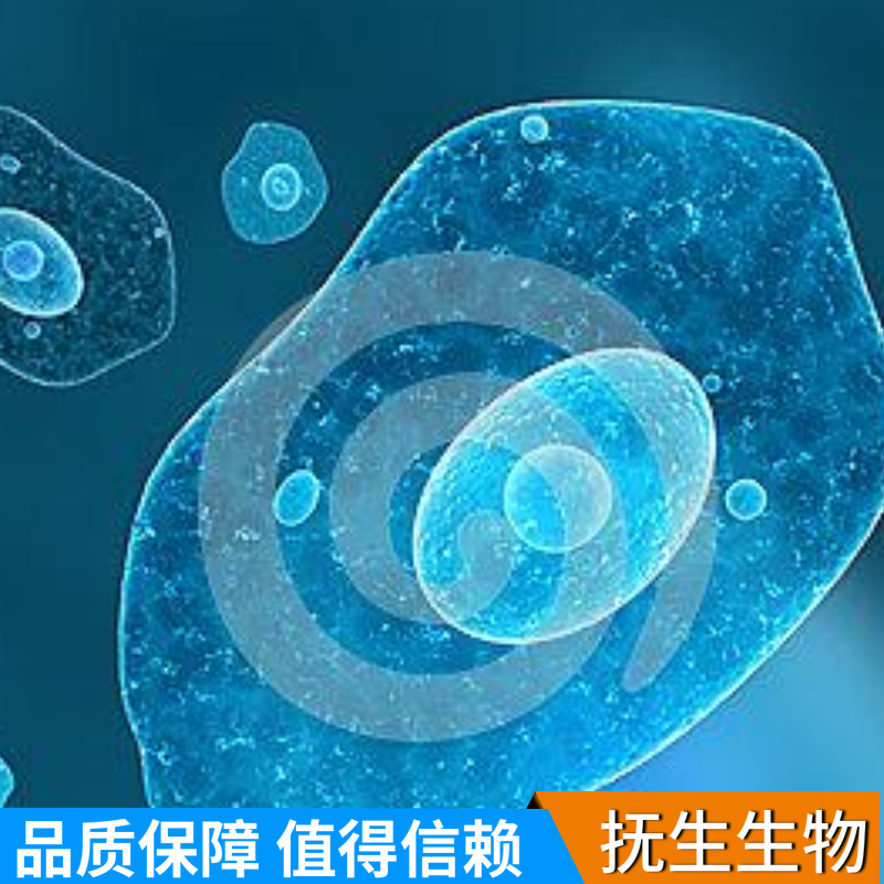 HEC-1-A人子宫癌细胞,HEC1A:HEC-1-A