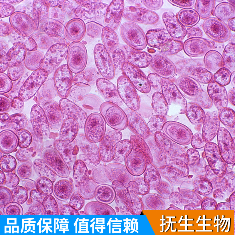 人雪旺细胞；HSC (STR),HSC