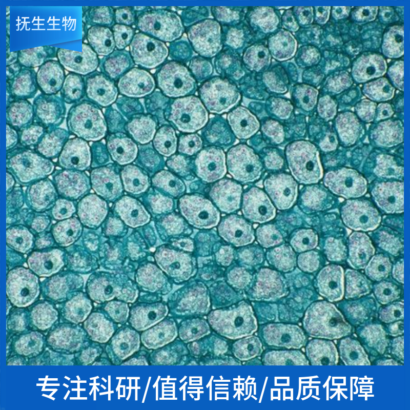 正常人结肠上皮细胞；FHC (STR),FHC