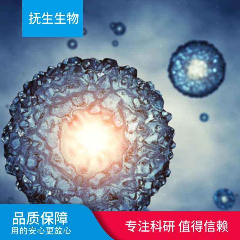 THLE-2人正常肝细胞,THLE2:THLE-2