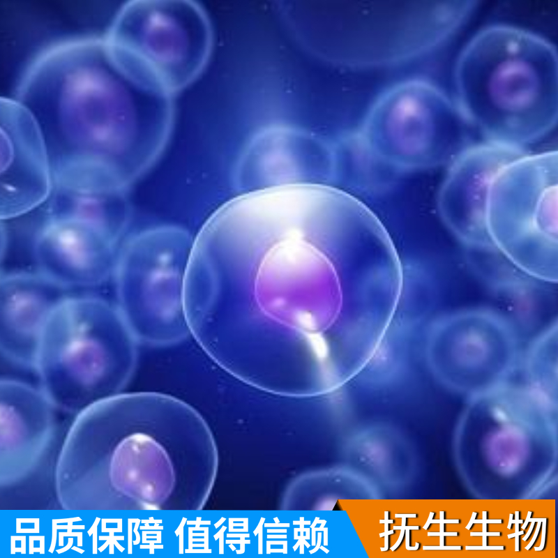 U118MG（U-118MG）人脑星形胶质母细胞瘤,U118MG