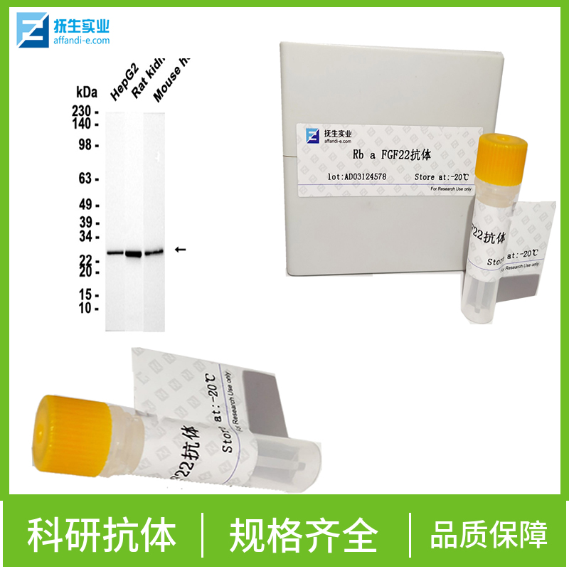 磷酸化核因子2相关因子2(Ser40)抗体,phospho-Nrf2 (Ser40) Rabbit pAb