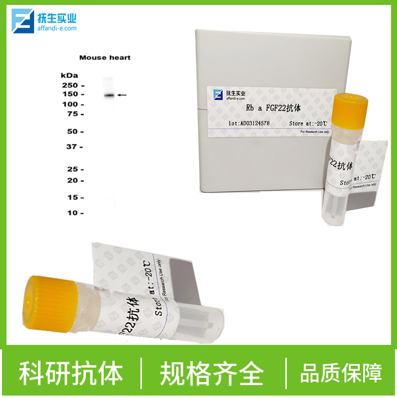 连接粘附分子C抗体,JAMC Rabbit pAb