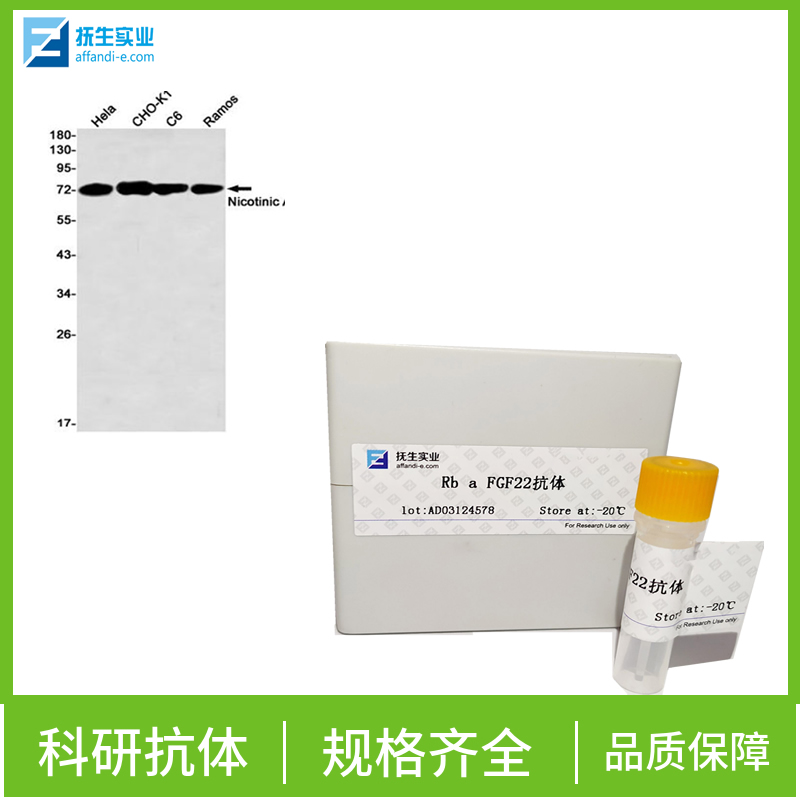 骨形态发生蛋白6抗体,BMP6 Rabbit pAb