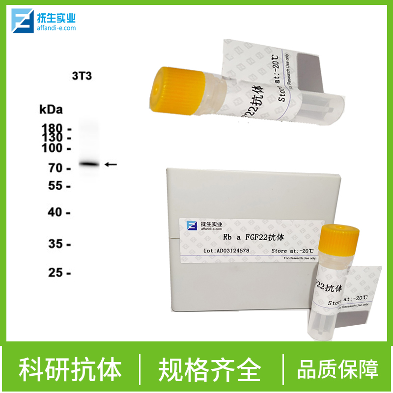 沉默调节相关蛋白6抗体,SIRT6 Rabbit pAb