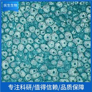 人皮肤成纤维细胞；Hs865.Sk (STR)