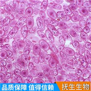 人雪旺细胞；HSC (STR),HSC