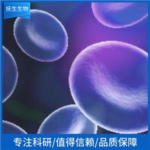 SW48人结肠癌细胞