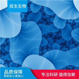 U-87 MG人脑部多形性成釉细胞瘤细胞