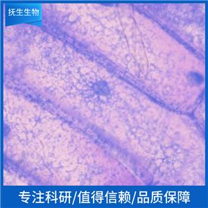 BALB/3T3 clone A31小鼠胚胎成纤维细胞