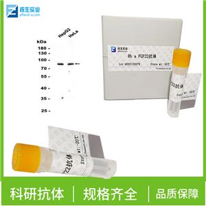 G蛋白偶联受体GPR92蛋白抗体