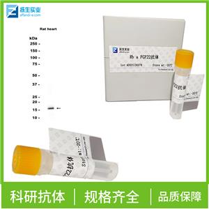 HEG同源蛋白1抗体