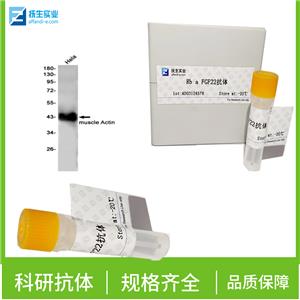 GLP-1单克隆抗体,GLP-1(1G9) Mouse mAb