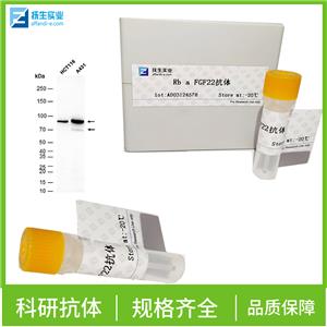 G蛋白偶联受体65抗体