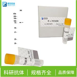 磷酸化蛋白激酶AKT1,2,3抗体