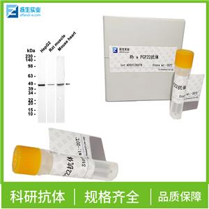 磷酸化蛋白质酪氨酸激酶JAK-1抗体