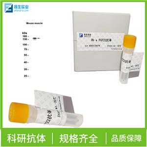 磷酸化过氧化酶活化增生受体γ抗体