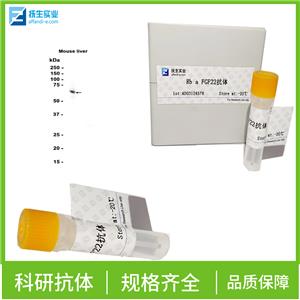 磷酸化核因子κB抑制蛋白α抗体体