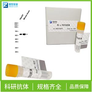 磷酸化酪氨酸激酶A抗体