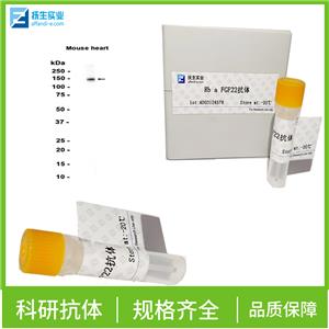 连接粘附分子C抗体,JAMC Rabbit pAb