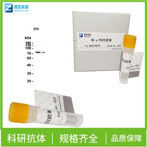 淋巴管内皮细胞和血管内皮细胞受体1抗体