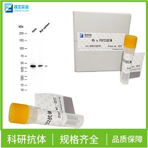 磷酸化cGMP依赖性蛋白激酶1抗体,phospho-cGKI (Thr515) Rabbit pAb