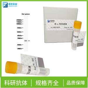 磷酸化RhoA蛋白抗体,Phospho-RhoA (Ser188) Rabbit pAb