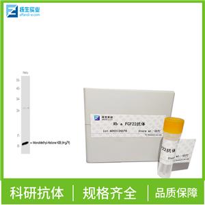 基质金属蛋白酶2抗体