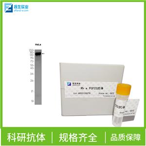 固醇酰辅酶A脱氢酶1抗体