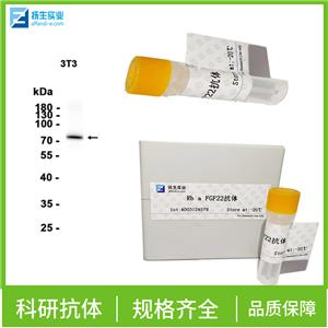 红细胞生成素抗体,EPO Rabbit pAb