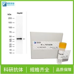 环腺苷酸应答元件结合蛋白5抗体