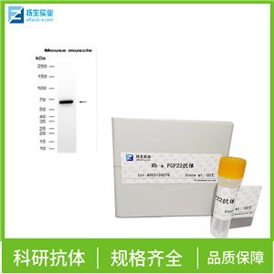 成纤维细胞生长因子受体2抗体