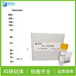 促胃泌素受体抗体