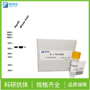 促性腺激素释放激素受体抗体