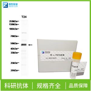 叉头蛋白D1抗体