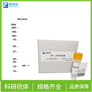 叉头蛋白J1抗体