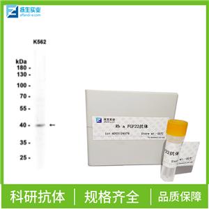 叉头蛋白P3抗体