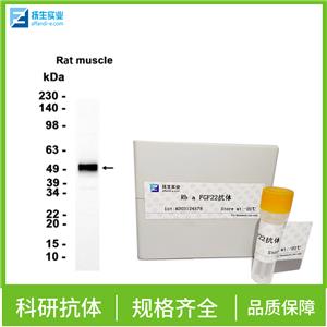 刺激分子B7-1蛋白抗体,CD80 Rabbit pAb