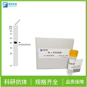 表皮生长因子受体III型突变体抗体,EGFRvIII Rabbit pAb