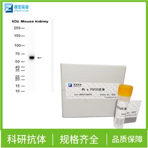 Strep-Tag II（标签）单克隆抗体,Strep-Tag II Mouse mAb